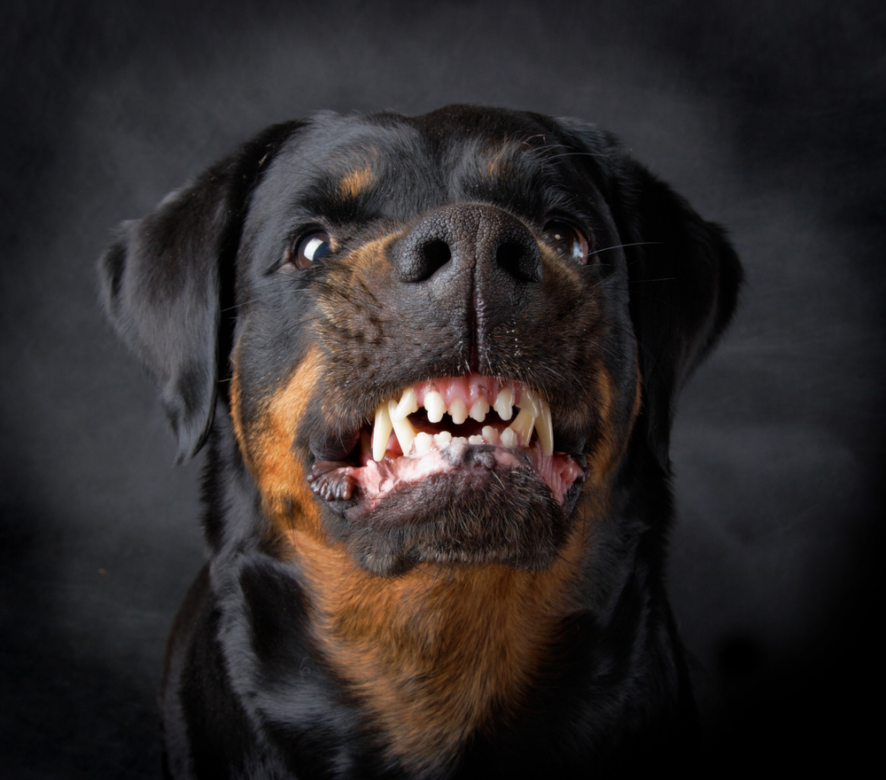 dog bite lawyer Sand Springs, OK